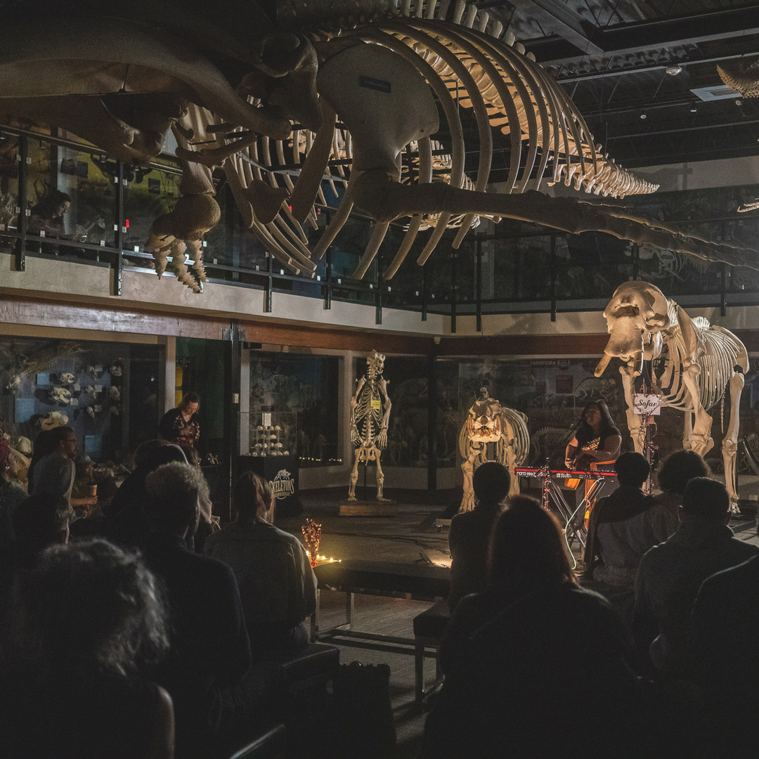 Skeletons: Museum of Osteology Sofar show